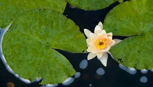 Preview wallpaper water lily, flower, petals, leaves, pond, drops