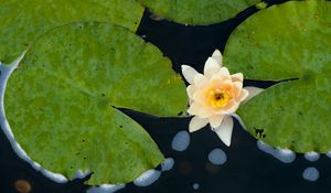 Preview wallpaper water lily, flower, petals, leaves, pond, drops