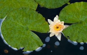 Preview wallpaper water lily, flower, petals, leaves, pond, drops