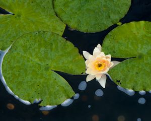 Preview wallpaper water lily, flower, petals, leaves, pond, drops