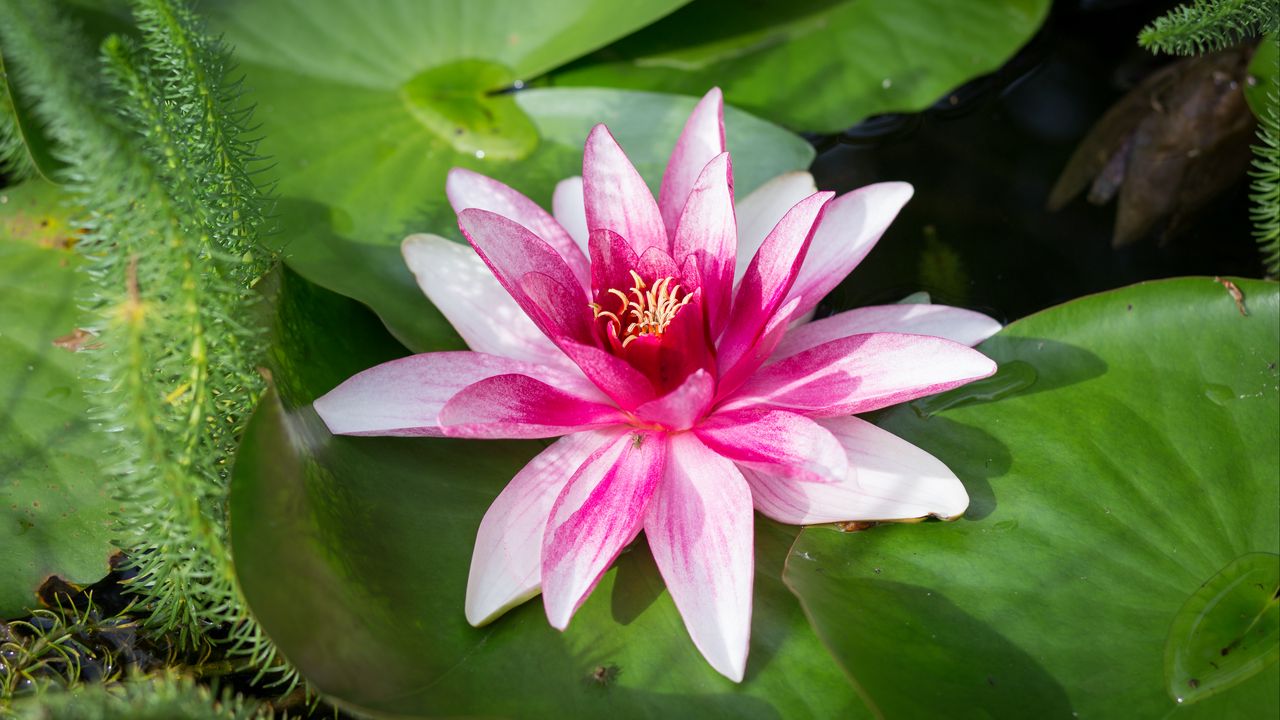 Wallpaper water lily, flower, petals, white, pink