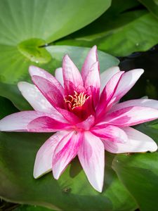 Preview wallpaper water lily, flower, petals, white, pink