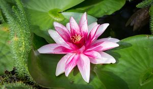 Preview wallpaper water lily, flower, petals, white, pink