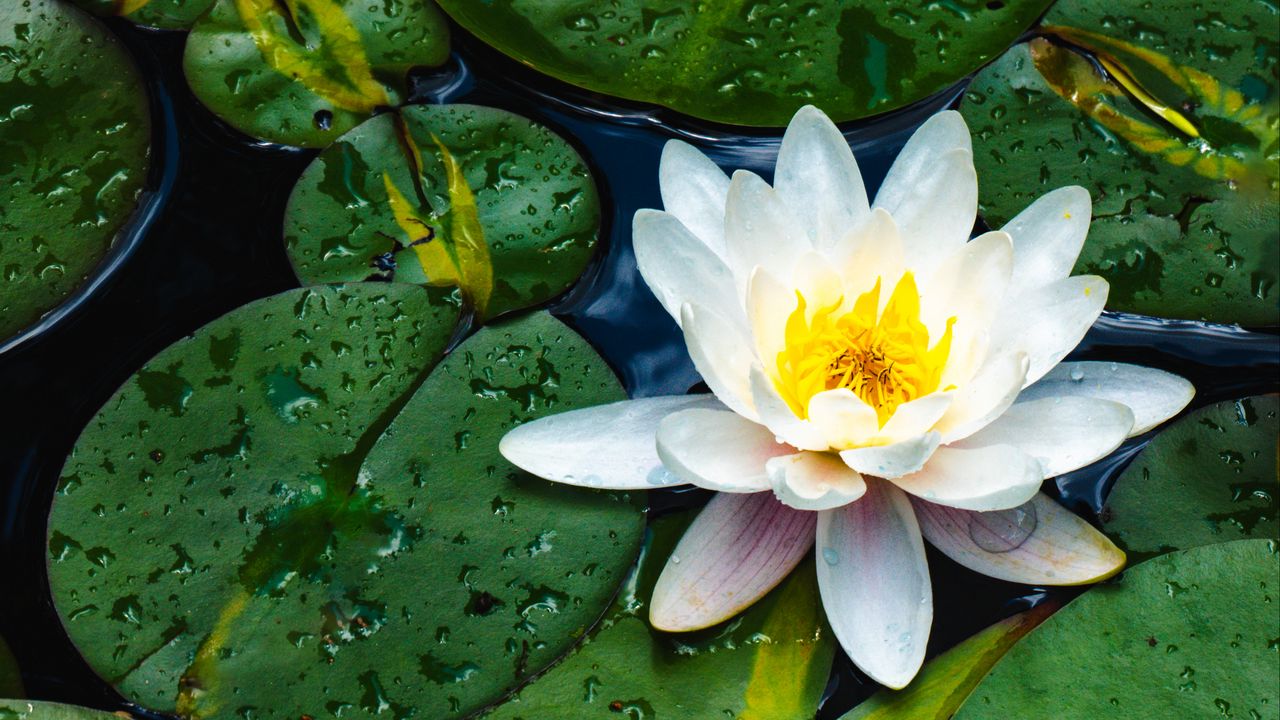 Wallpaper water lily, flower, petals, leaves, drops, water