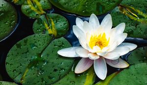 Preview wallpaper water lily, flower, petals, leaves, drops, water