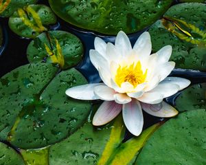 Preview wallpaper water lily, flower, petals, leaves, drops, water