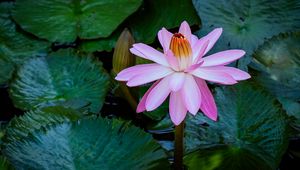 Preview wallpaper water lily, flower, pink, bloom