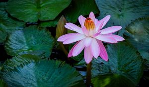 Preview wallpaper water lily, flower, pink, bloom