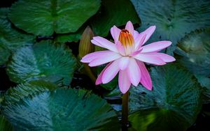 Preview wallpaper water lily, flower, pink, bloom