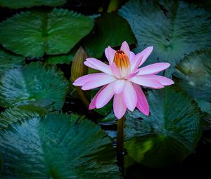 Preview wallpaper water lily, flower, pink, bloom