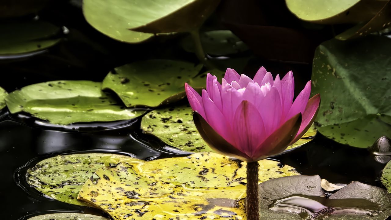 Wallpaper water lily, flower, pink, reflection