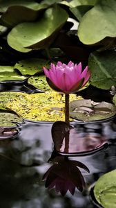 Preview wallpaper water lily, flower, pink, reflection