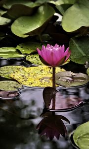 Preview wallpaper water lily, flower, pink, reflection