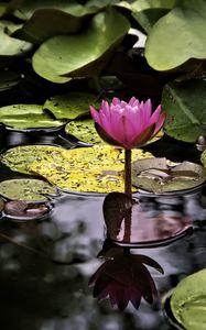 Preview wallpaper water lily, flower, pink, reflection