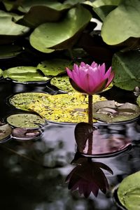 Preview wallpaper water lily, flower, pink, reflection