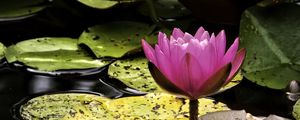 Preview wallpaper water lily, flower, pink, reflection