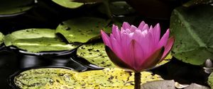 Preview wallpaper water lily, flower, pink, reflection