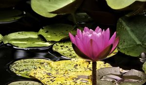 Preview wallpaper water lily, flower, pink, reflection