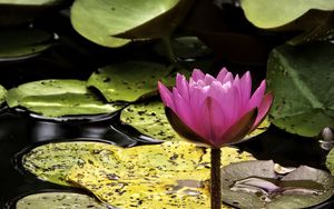 Preview wallpaper water lily, flower, pink, reflection