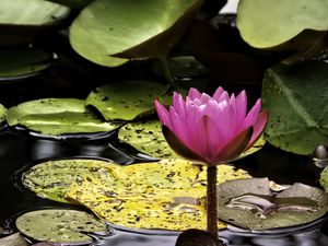 Preview wallpaper water lily, flower, pink, reflection