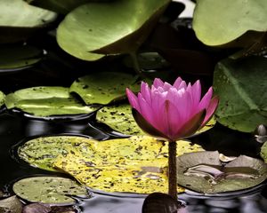 Preview wallpaper water lily, flower, pink, reflection