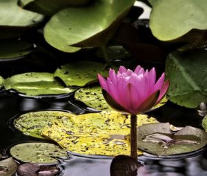 Preview wallpaper water lily, flower, pink, reflection