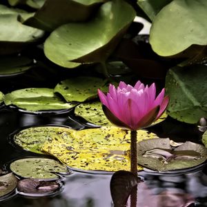 Preview wallpaper water lily, flower, pink, reflection