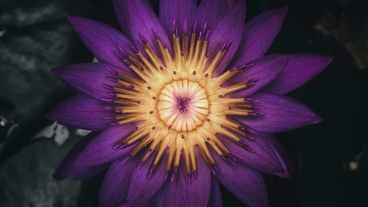 Wallpaper water lily, flower, plant, petals, purple, dark