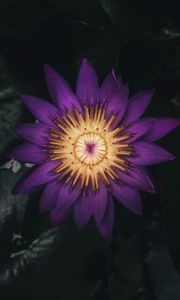 Preview wallpaper water lily, flower, plant, petals, purple, dark