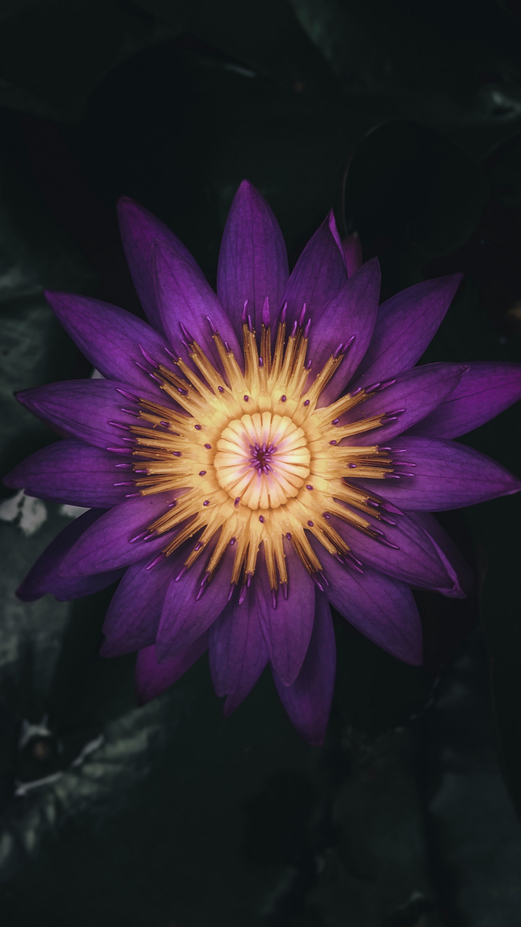Download wallpaper 2160x3840 water lily, flower, plant, petals, purple