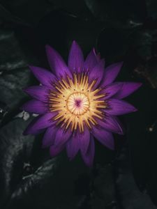 Preview wallpaper water lily, flower, plant, petals, purple, dark