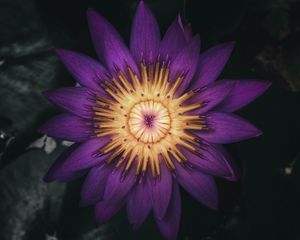 Preview wallpaper water lily, flower, plant, petals, purple, dark