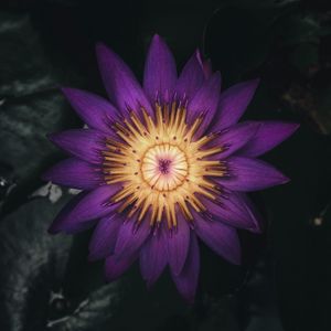 Preview wallpaper water lily, flower, plant, petals, purple, dark