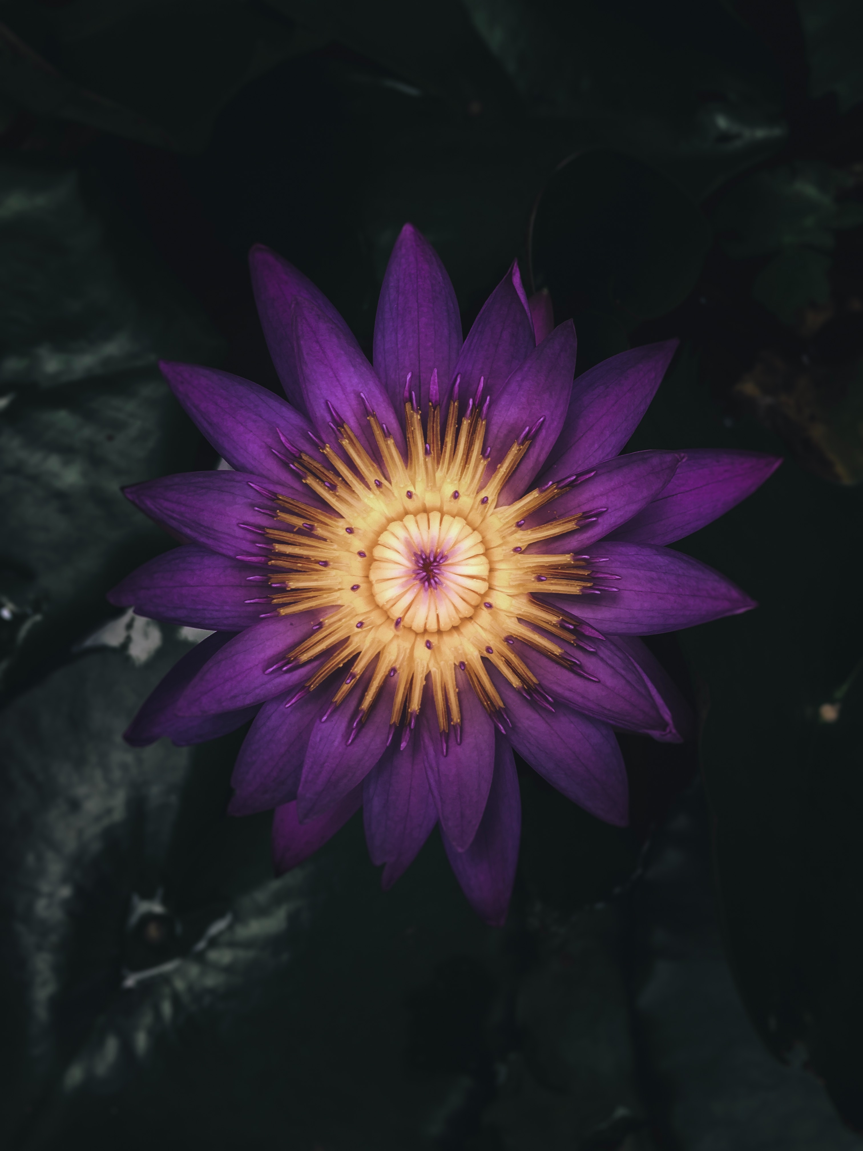 Download wallpaper 3024x4032 water lily, flower, plant, petals, purple
