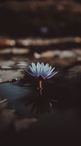 Preview wallpaper water lily, flower, water, blur