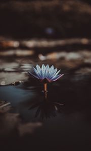 Preview wallpaper water lily, flower, water, blur