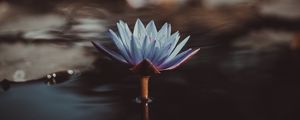 Preview wallpaper water lily, flower, water, blur