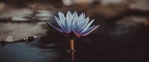 Preview wallpaper water lily, flower, water, blur