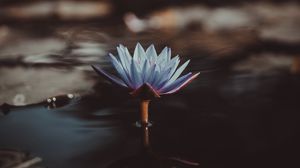 Preview wallpaper water lily, flower, water, blur