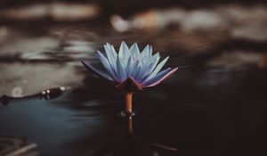 Preview wallpaper water lily, flower, water, blur