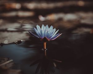 Preview wallpaper water lily, flower, water, blur