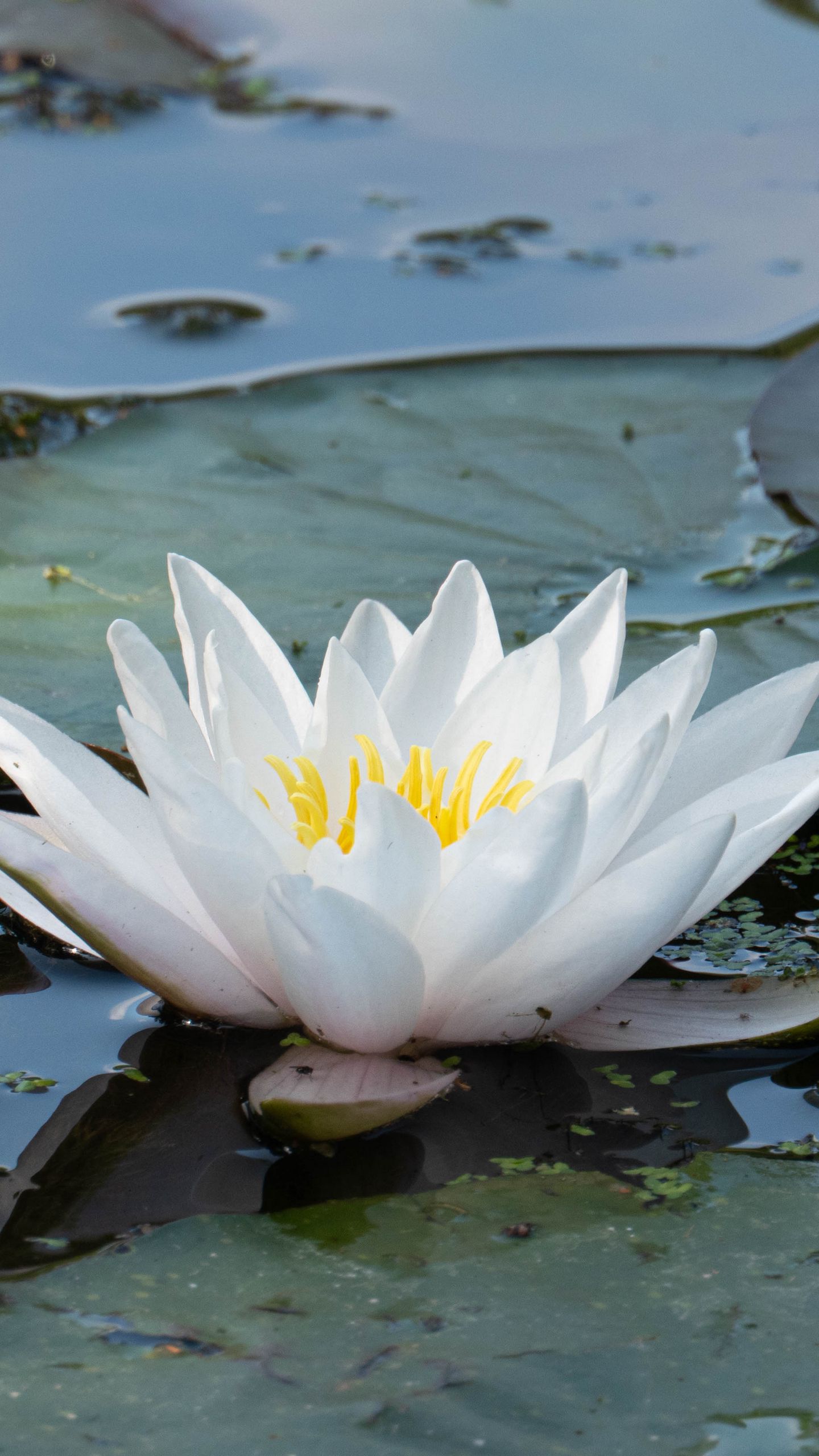 1440x2560 Wallpaper water lily, flower, white, water, nature