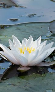 Preview wallpaper water lily, flower, white, water, nature