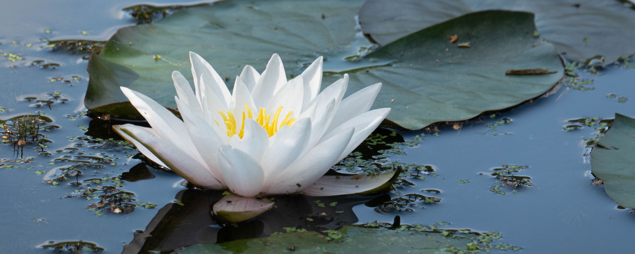 2560x1024 Wallpaper water lily, flower, white, water, nature