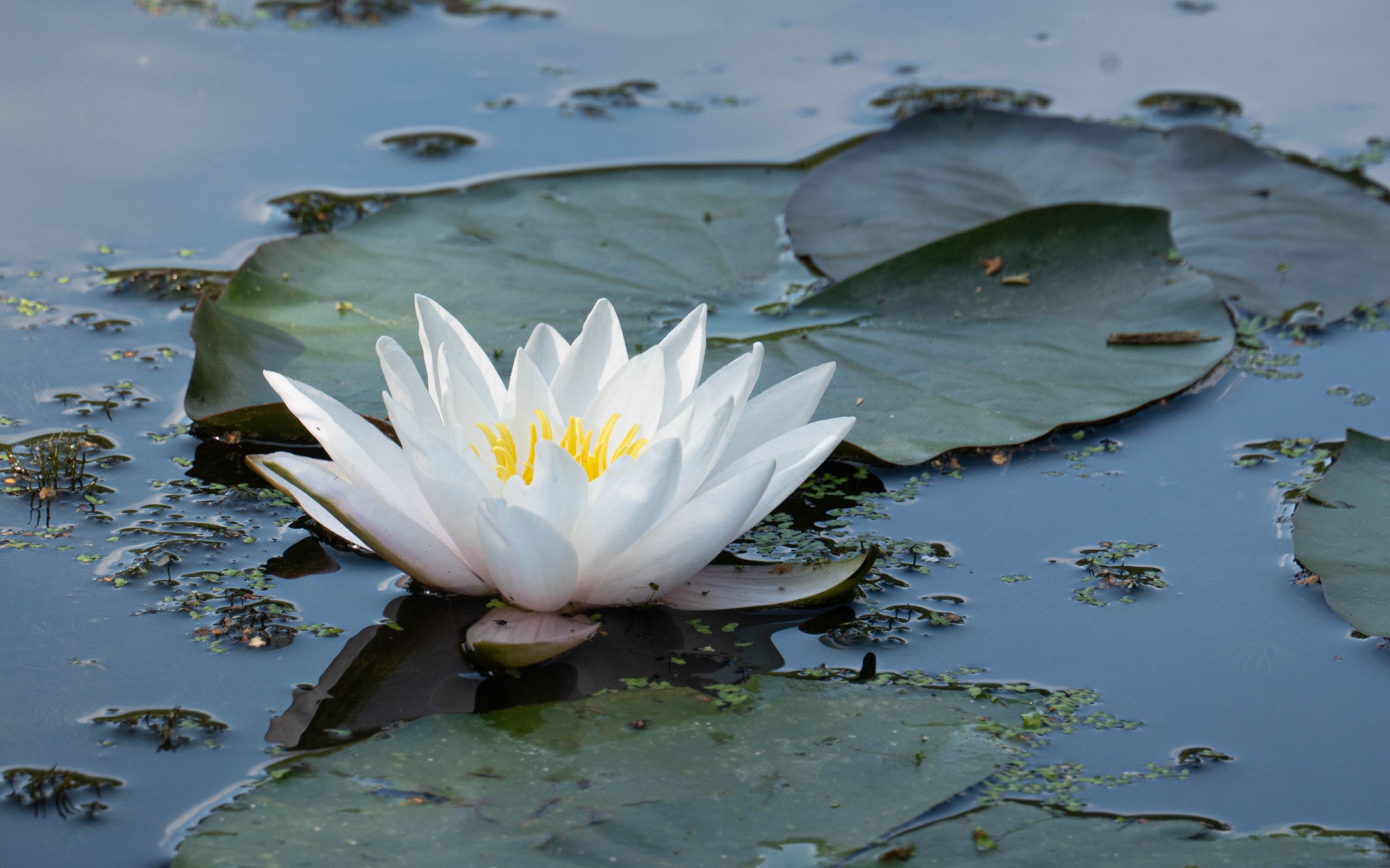 2560x1600 Wallpaper water lily, flower, white, water, nature