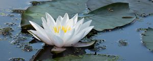 Preview wallpaper water lily, flower, white, water, nature