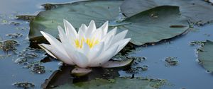 Preview wallpaper water lily, flower, white, water, nature