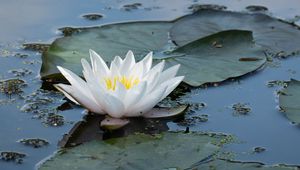 Preview wallpaper water lily, flower, white, water, nature