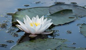 Preview wallpaper water lily, flower, white, water, nature