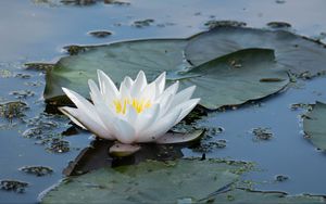 Preview wallpaper water lily, flower, white, water, nature